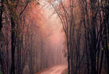 博洛尼亚客场失意：一场溃败，是终点还是新起点？